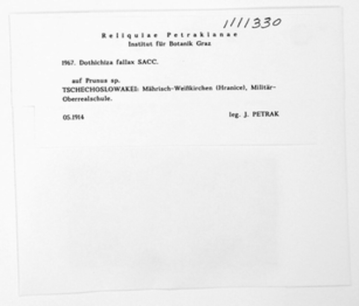 Dothichiza fallax image